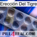 Erección Del Tigre 30